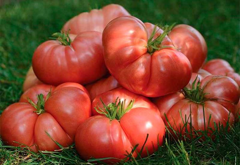Описание томатов серии брендивайн — характеристики и отзывы
