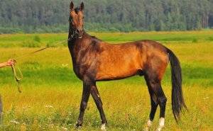 Донская порода лошадей: описание и особенности
