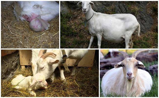 Признаки окота козы и что делать дальше, послеродовой уход и проблемы