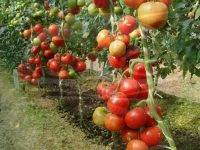 Какие самые лучшие, урожайные и стойкие к болезням сорта томатов для теплицы