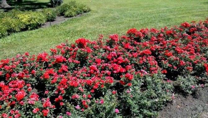 Что такое бордюрные розы и какие сорта являются самыми популярными?