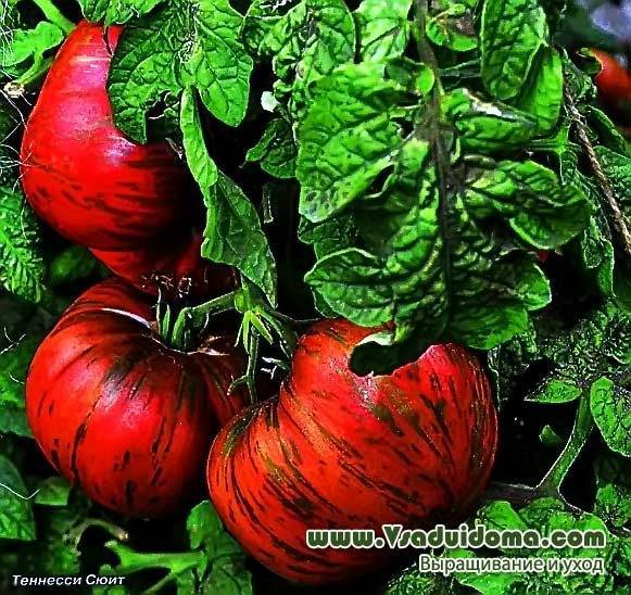 Описание сорта томата таунсвиль, особенности выращивания и ухода
