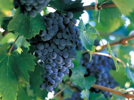 Урожайный, ранний, декоративный — сорт винограда плевен