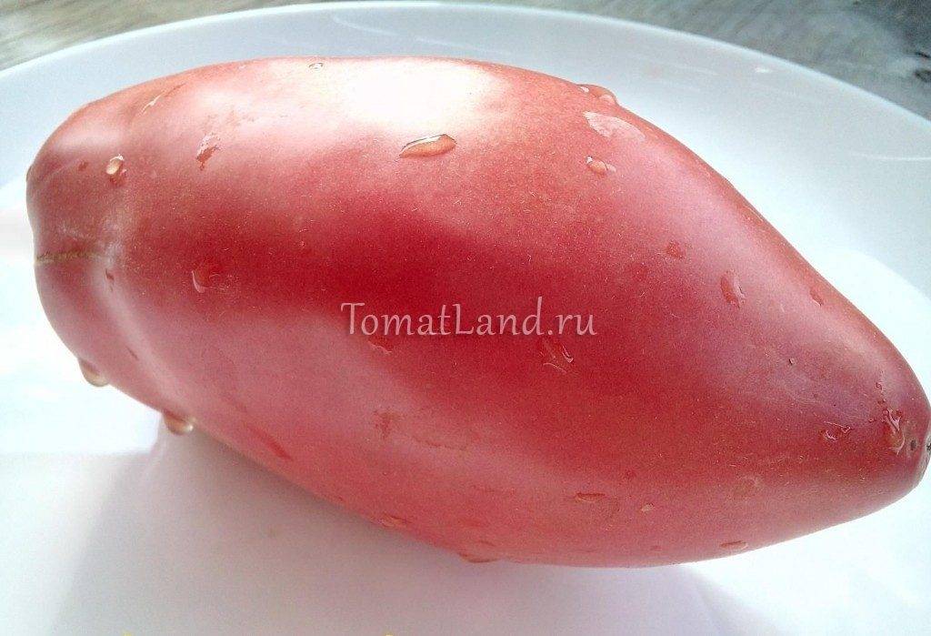 Томат ляна — прекрасный засолочный сорт