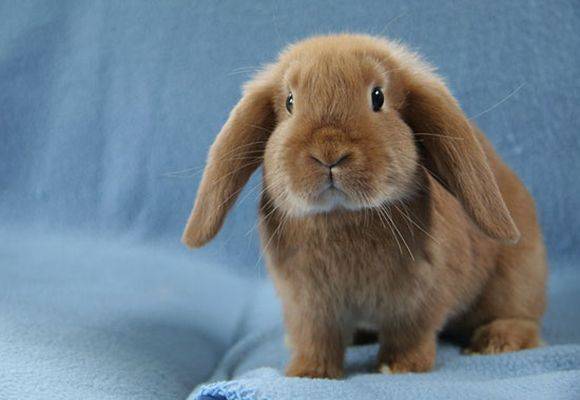 Описание кроликов породы вислоухий баран и содержание в домашних условиях
