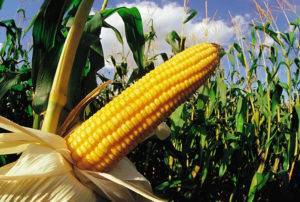 К какому семейству и виду относится кукуруза: овощ, фрукт или злак