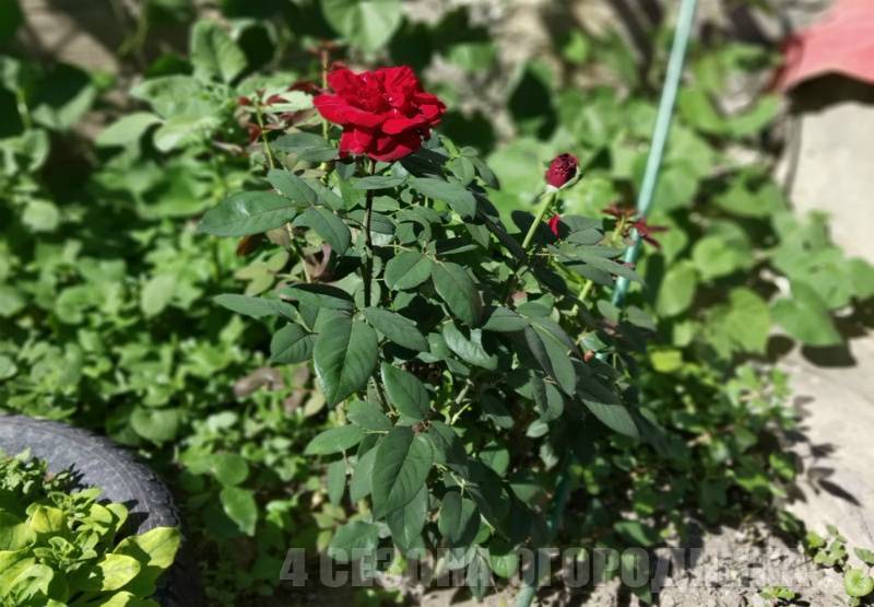 Правила и особенности осенней посадки роз с открытой корневой системой