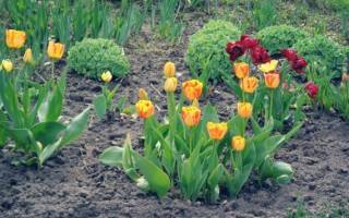 Когда пересаживать тюльпаны весной или осенью