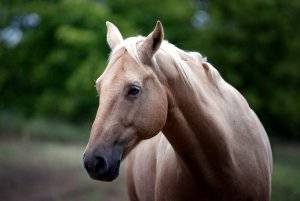 Какая продолжительность жизни у лошадей? сколько живут лошади и как определить их возраст.