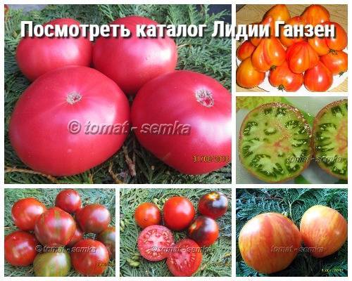 Семена томатов от валентины редько каталог