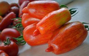 Сорт для ленивых — томат пламя: описание помидоров и советы по выращиванию