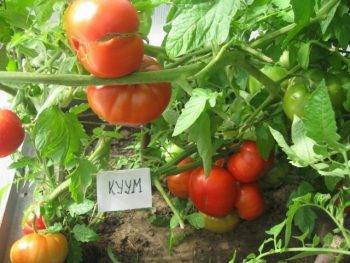 Томат бочонок: характеристика и описание сорта, урожайность с фото