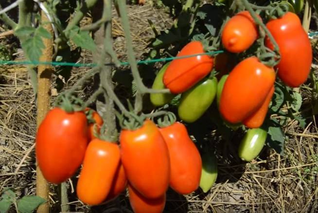 Сорт томатов самара — описание, фото, характеристика, особенности выращивания