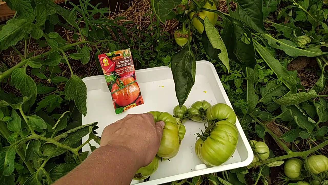 Чемпион по содержанию бета-каротина: томат «клондайк», рекомендованный для диетического питания