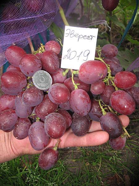 Виноград эверест: описание, фото и отзывы