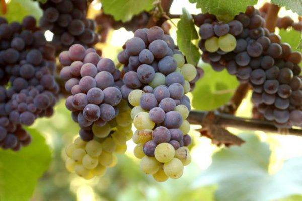 Описание и особенности винограда сорта пино нуар, история и правила агротехники