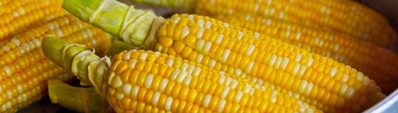 В чём отличие кормовой кукурузы от пищевой