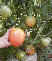 Характеристика и описание сорта томата Сердце Буйвола, его урожайность