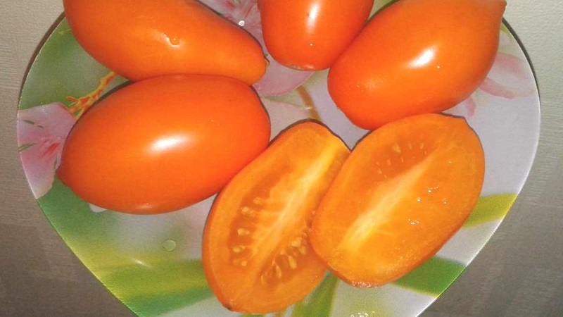 Раннеспелый томат - самара: описание сорта и фото