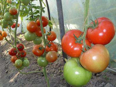 Какие сорта томатов выбрать для выращивания в теплице из поликарбоната