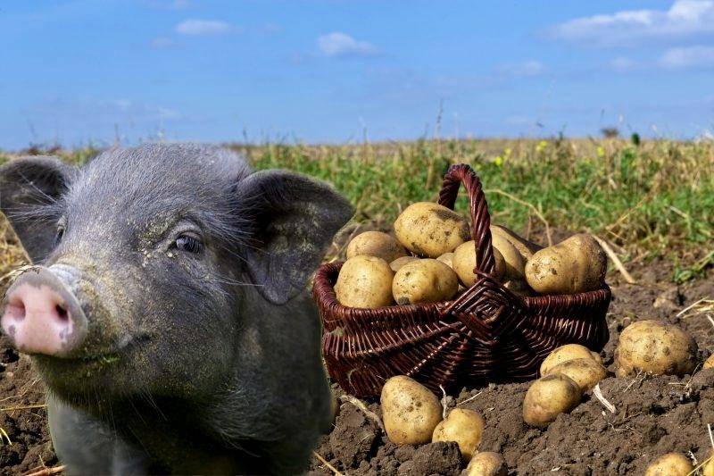 Как правильно давать свиньям сырой картофель и можно ли