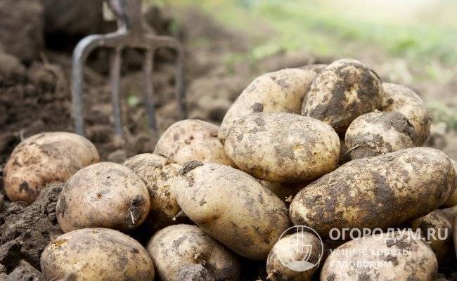 Картофель импала — выбор в пользу высокого качества!
