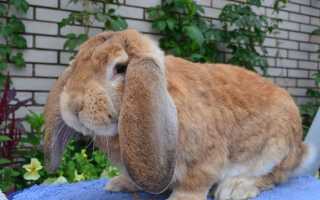 Кролик-баран: виды и условия содержания