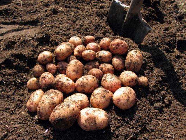 Сорт картофеля журавинка – описание, фото