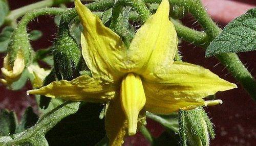 Характеристика и описание томата «золотая канарейка»