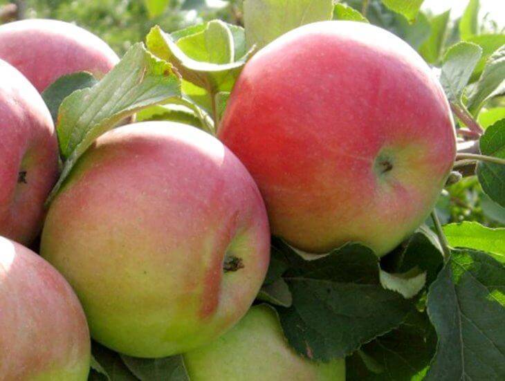 Яблоня «орлинка»: описание сорта, фото и отзывы