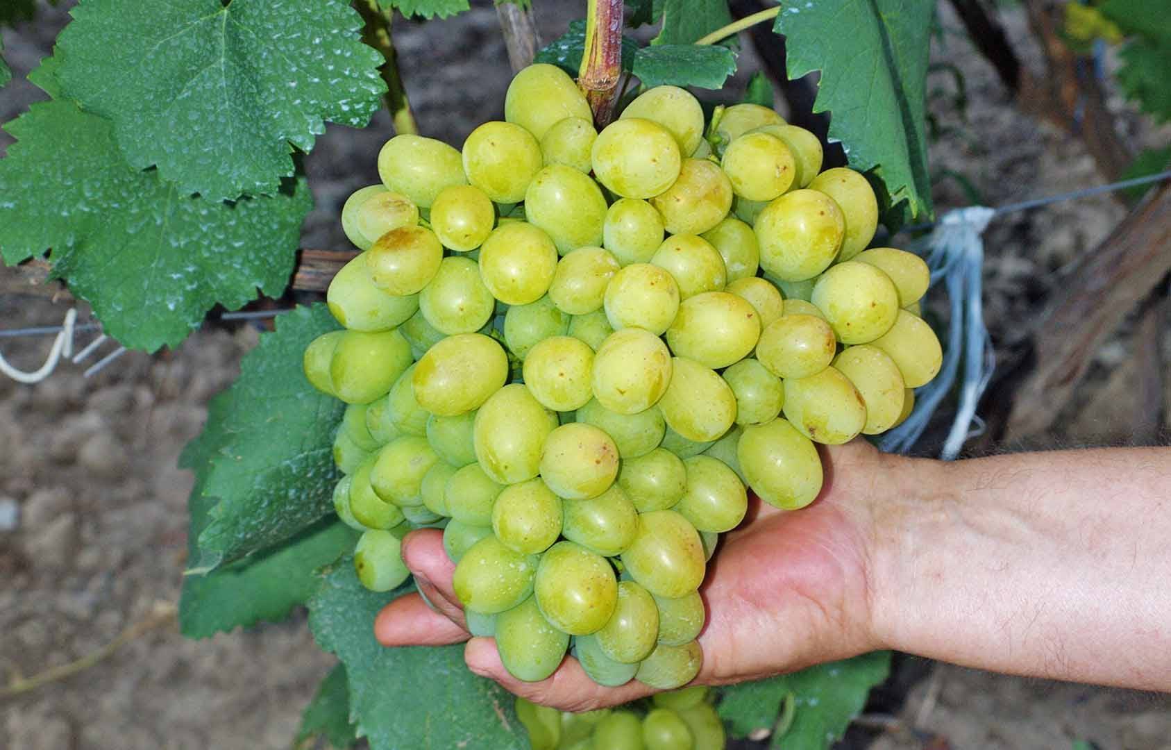 Описание сорта винограда Супер Экстра, особенности выращивания и ухода