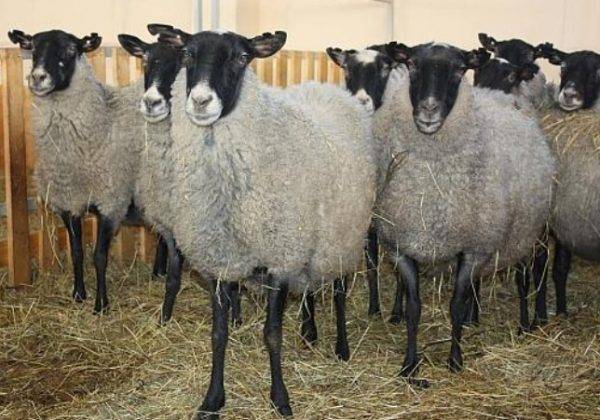 Романовская порода овец одевает в шубы полмира