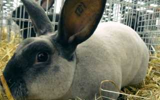Кролики породы рекс: уход и содержание