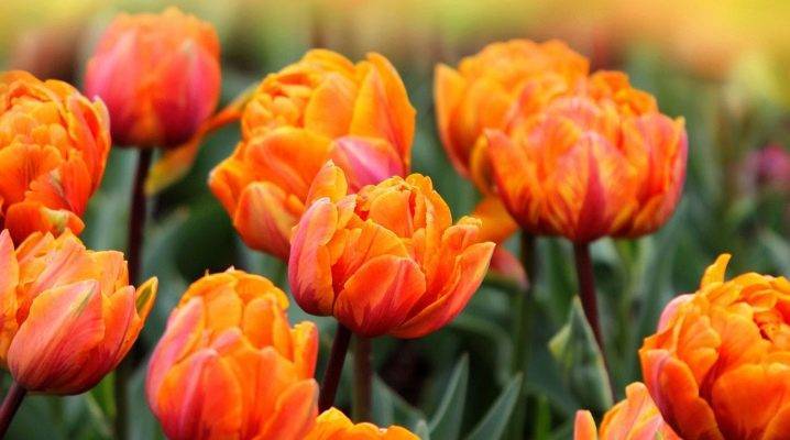 Бахромчатые тюльпаны: характеристики и лучшие сорта