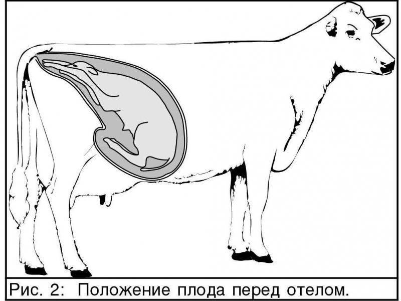 Диагностика и лечение трихомоноза коров