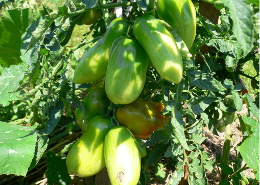 Характеристика и описание сорта томата гулливер, его урожайность