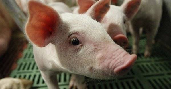 Африканская чума свиней: симптомы и лечение, опасность для людей, как передается