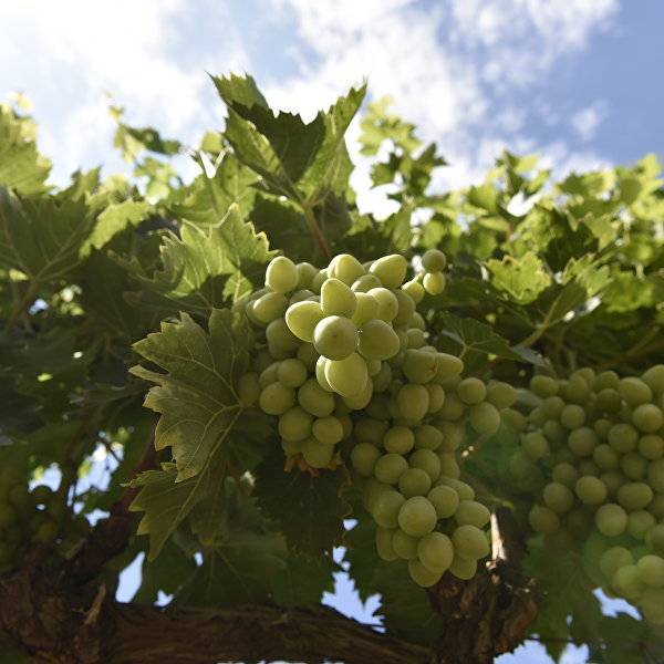 Описание и история выведения винограда сорта рислинг, правила его выращивания