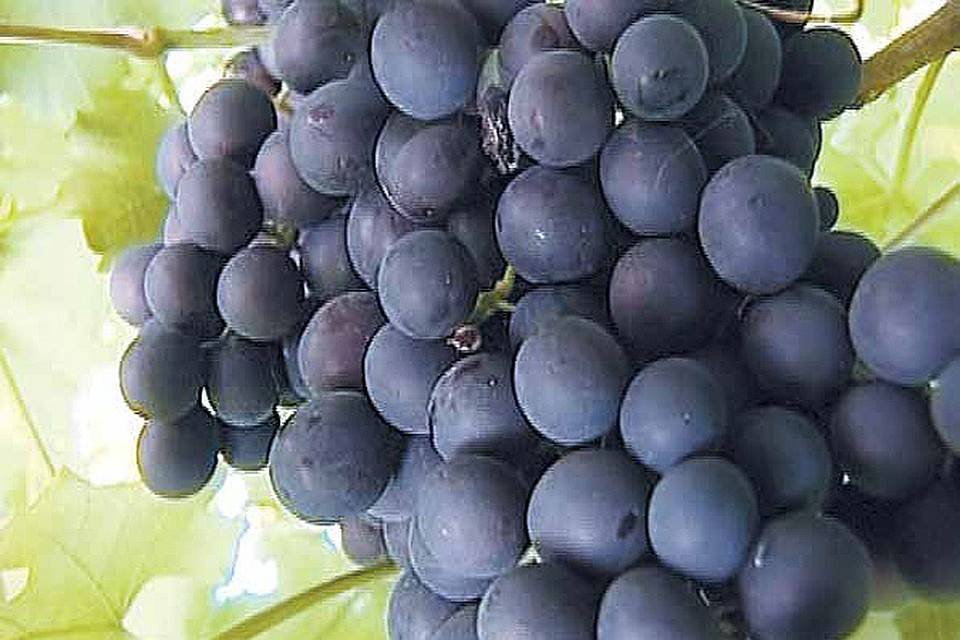 Уход за виноградом на Урале летом: посадка и выращивание в открытом грунте