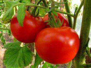 Характеристика и описание сорта томата Настенька, его урожайность
