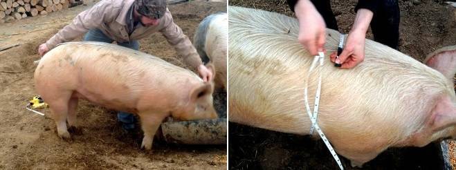 Как узнать, сколько весит свинья?