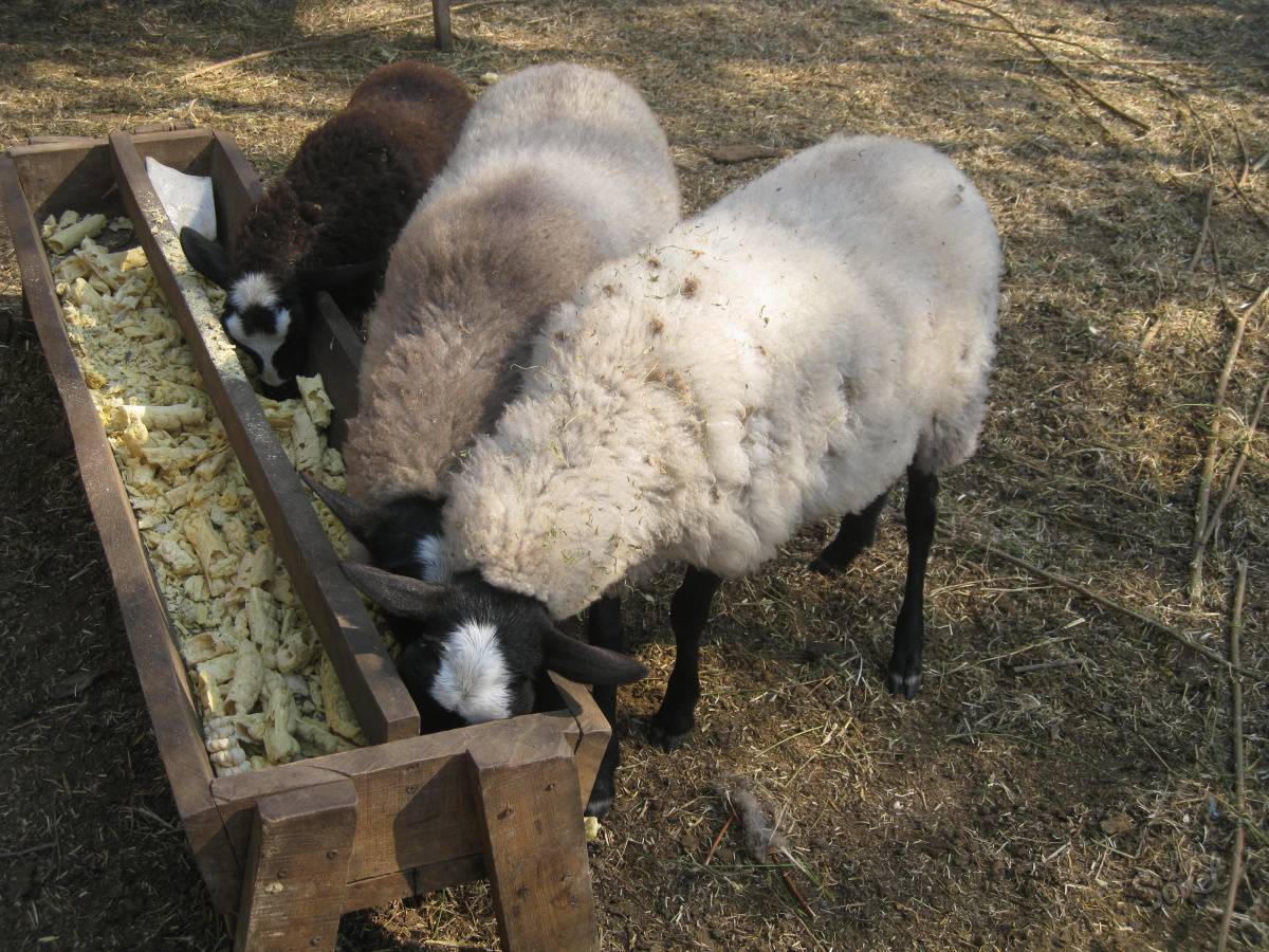 Виды и чертежи загонов для овец, как сделать своими руками в домашних условиях