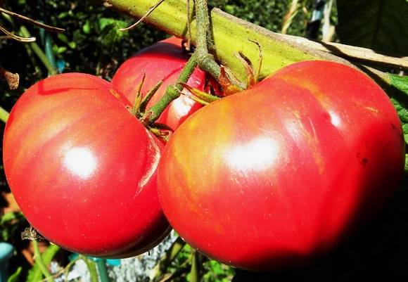 Томат «жёлтый гигант». описание сорта великана — характеристика урожайности помидора (фото)