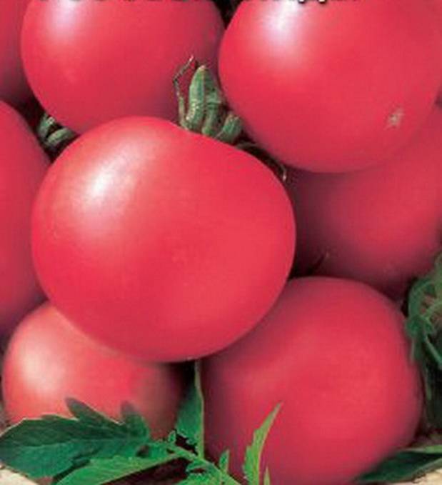 Томат титан: высокоурожайный сорт, дающий 4,5–8 кг плодов с куста