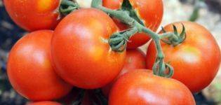 «де барао красный» — украшение вашего участка и высокий урожай томатов