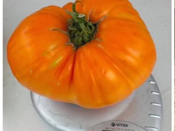 Томат «оранжевый гигант»: описание сорта и особенности выращивания