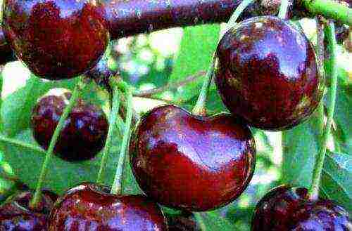 Описание сорта вишни антрацитовая и характеристики урожайности, выращивание и уход