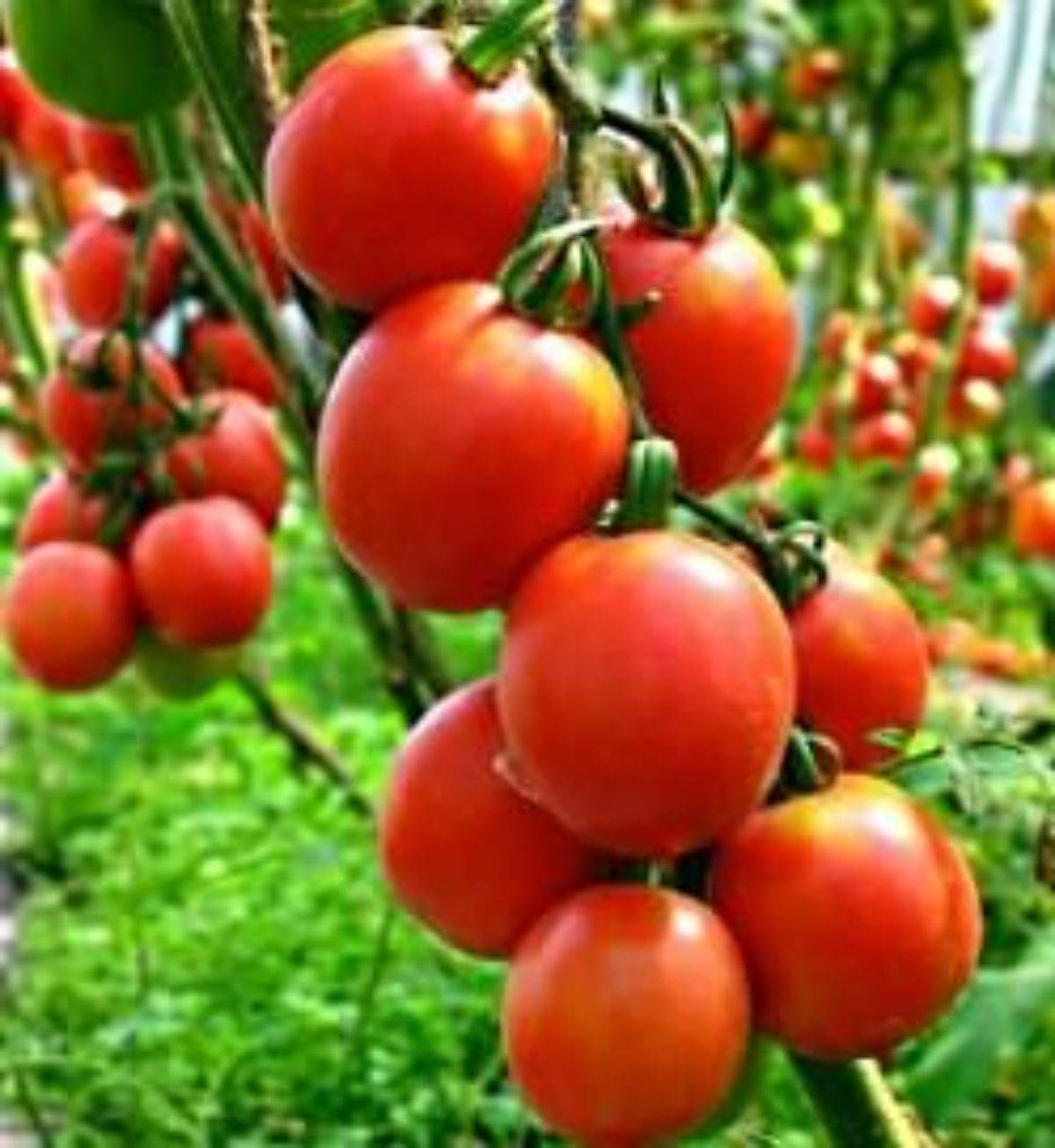 Сорт томата «де барао розовый»: описание, характеристика, посев на рассаду, подкормка, урожайность, фото, видео и самые распространенные болезни томатов