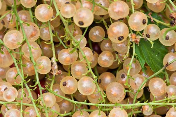 Как правильно вырастить жимолость из ягоды: пошаговая инструкция