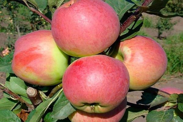 Перспективные сорта яблони орловской и белорусской селекции